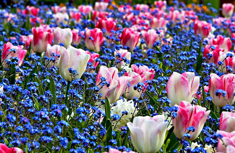 Tulips and Forget-me-nots — Pink, Serene, Spring