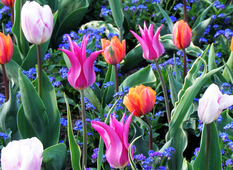 Tulips and Forget-me-nots — Pink