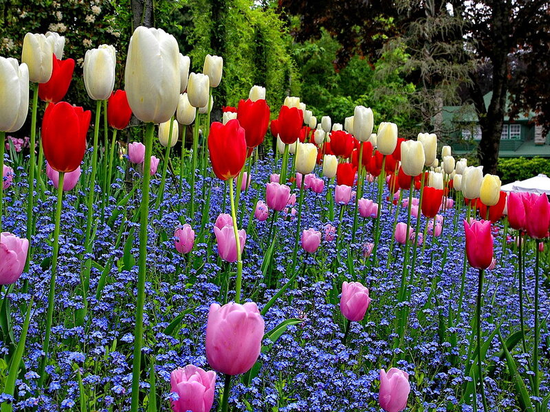 Tulips and Forget-me-nots — Red
