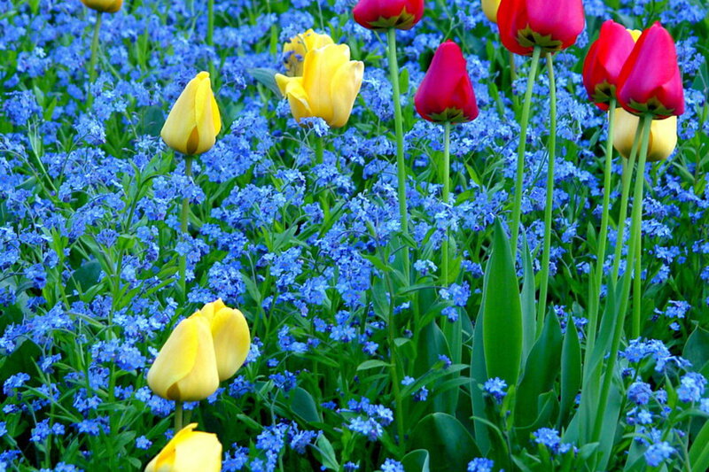 Tulips and Forget-me-nots — Yellow