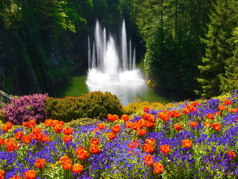 Tulips and Fountain