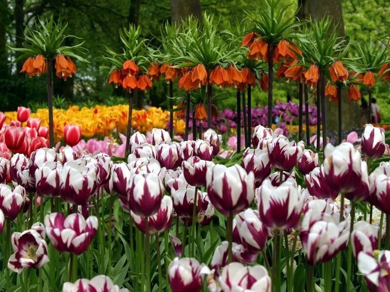 Tulips and Fritillaries in Garden
