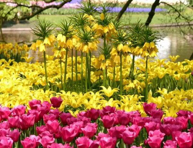 Tulips and Fritillaries
