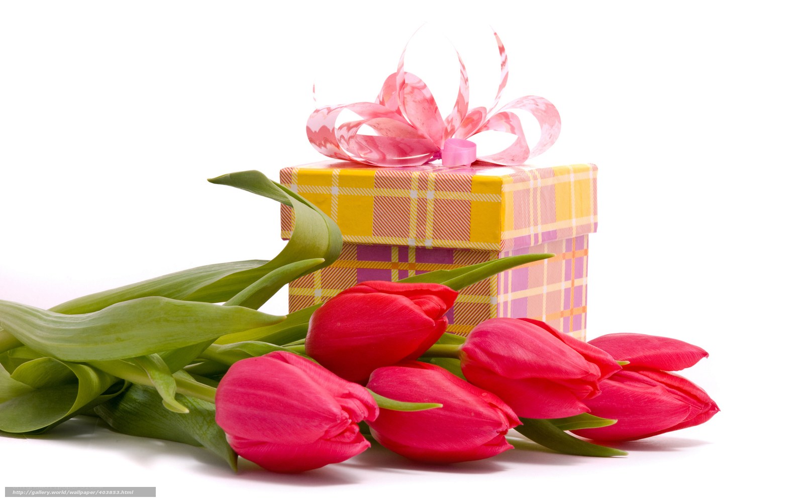 Tulips and gift box
