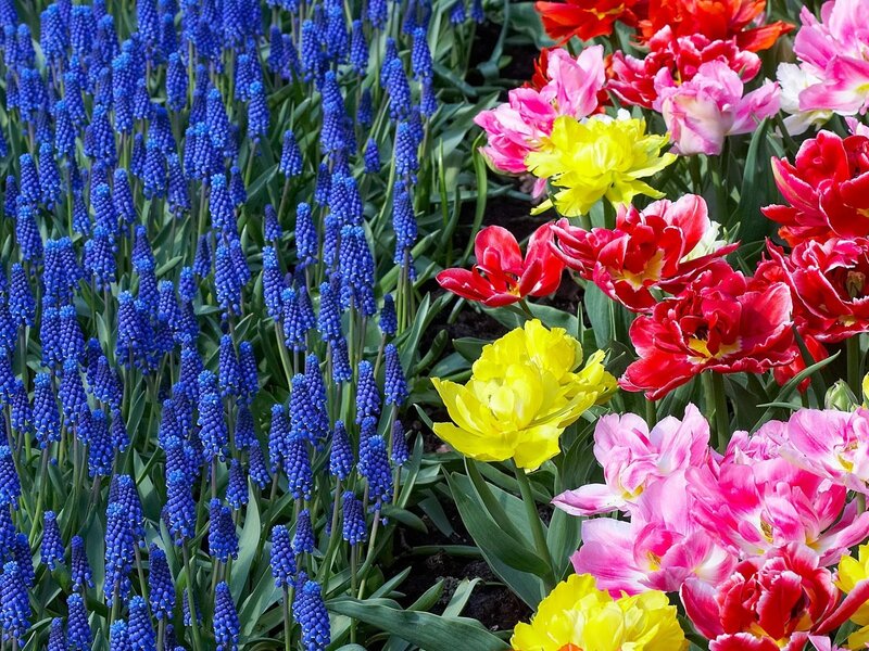 Tulips and Grape Hyacinths — Blue, Vibrant
