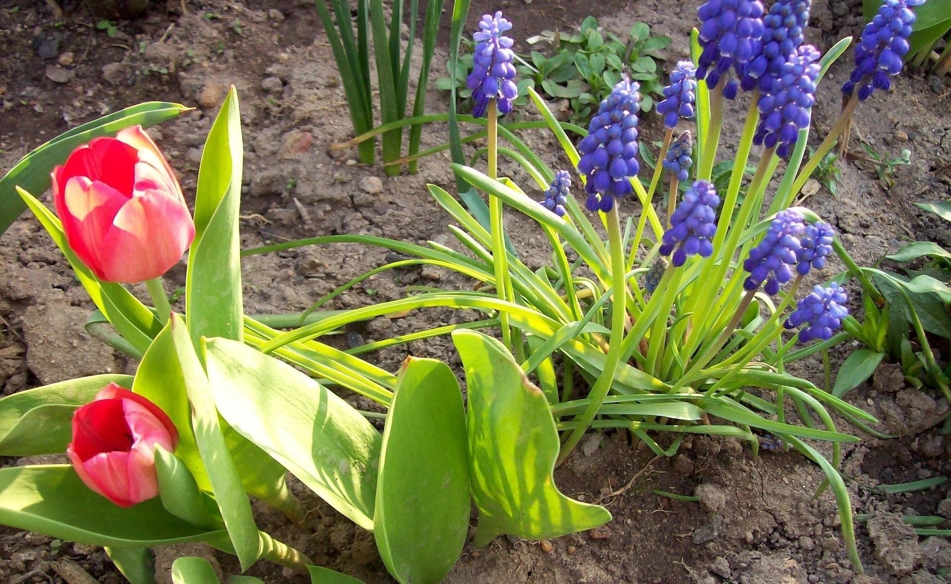 tulips and grape hyacinths in garden