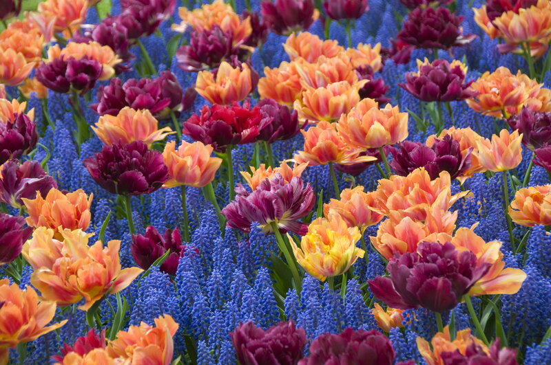 Tulips and Grape Hyacinths — Orange