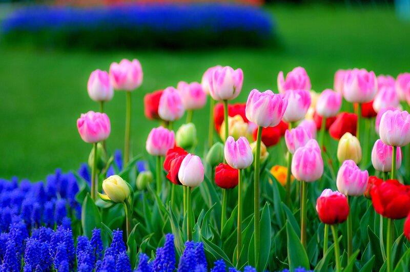 Tulips and Grape Hyacinths — Pink
