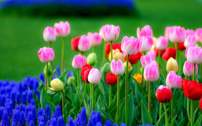 Tulips and Grape Hyacinths — Pink, Vibrant