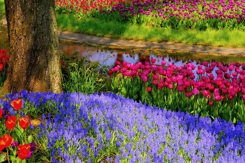 Tulips and Grape Hyacinths — Purple, Serene