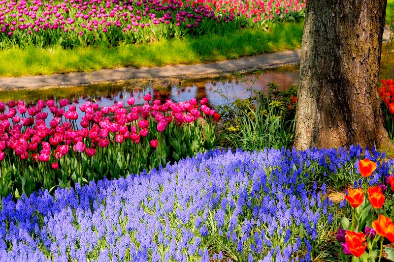 Tulips and Grape Hyacinths — Purple