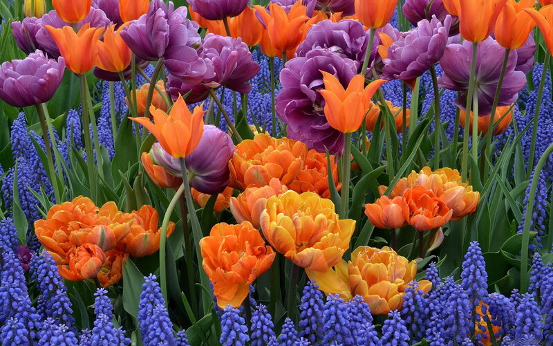 Tulips and Grape Hyacinths — Purple, Vibrant