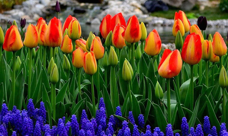 Tulips and Grape Hyacinths — Red
