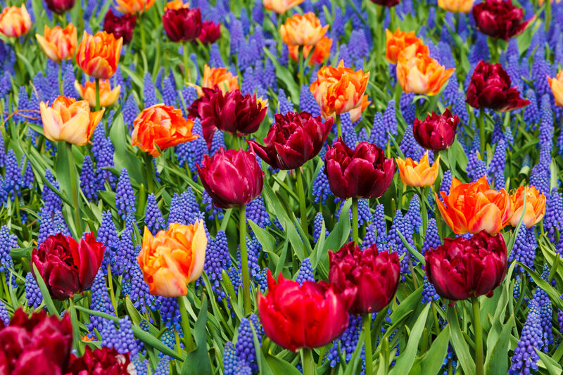 Tulips and Grape Hyacinths