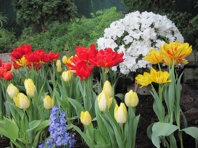 Tulips and Hyacinth in Garden