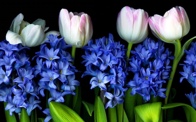 Tulips and Hyacinths — Blue, Dramatic, Photograph