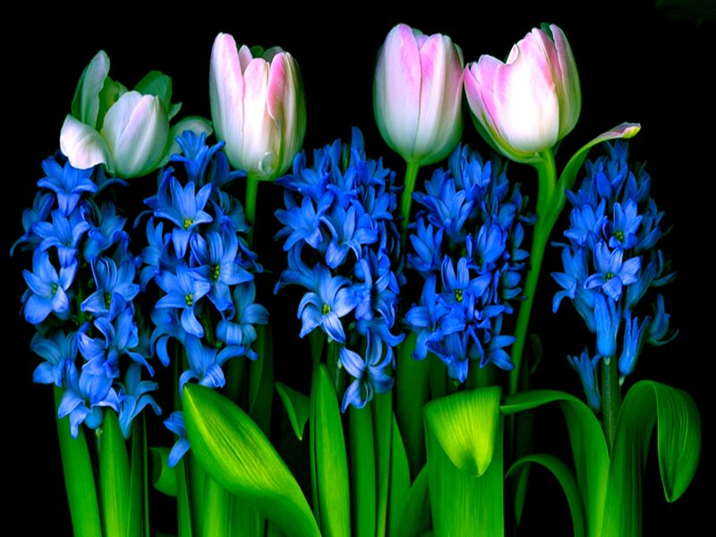Tulips and Hyacinths — Blue, Dramatic