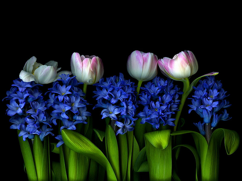 Tulips and Hyacinths — Blue