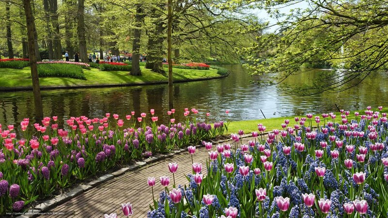 Tulips and Hyacinths by Pond — Pink, Serene