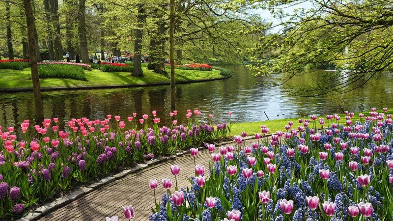 Tulips and Hyacinths by Pond — Pink