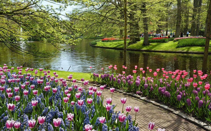 Tulips and Hyacinths by Pond