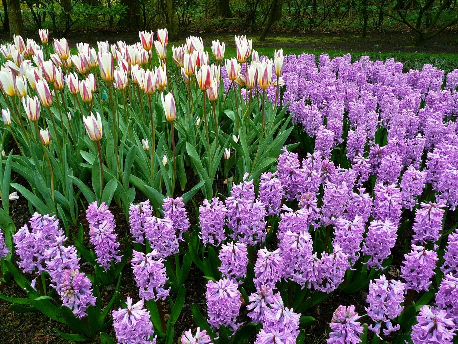 Tulips and hyacinths in bloom