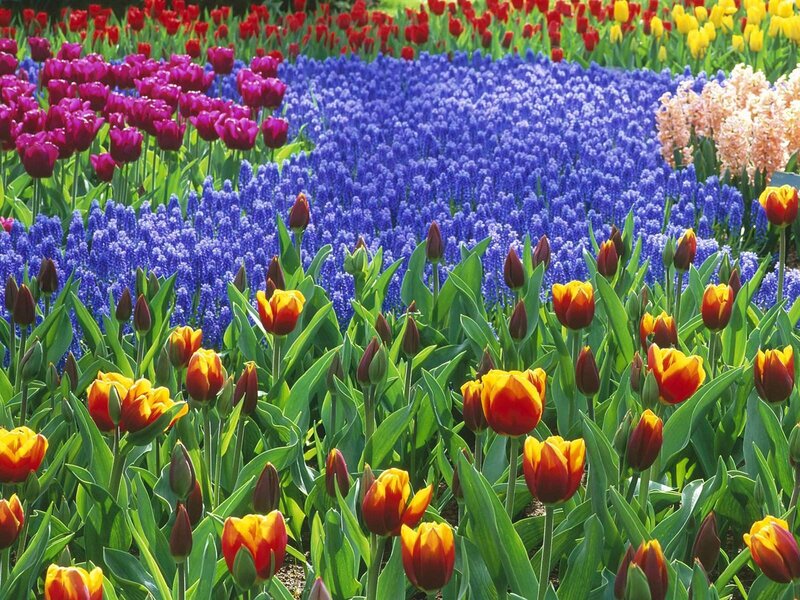 Tulips and Hyacinths in Field — Red