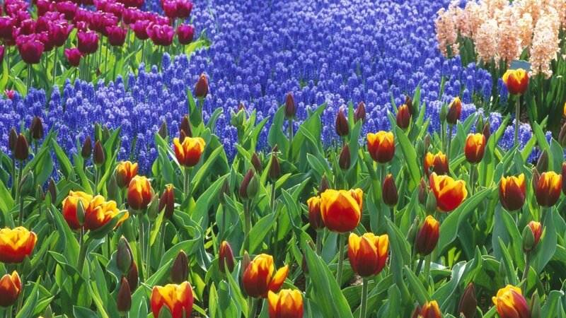 Tulips and Hyacinths in Field