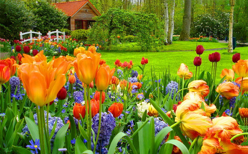 Tulips and Hyacinths in Garden — Orange