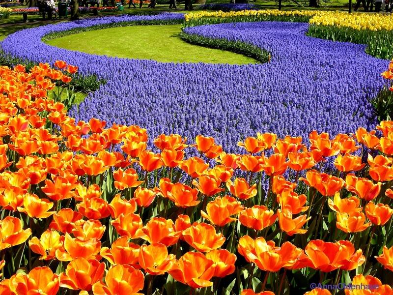 Tulips and Hyacinths in Garden