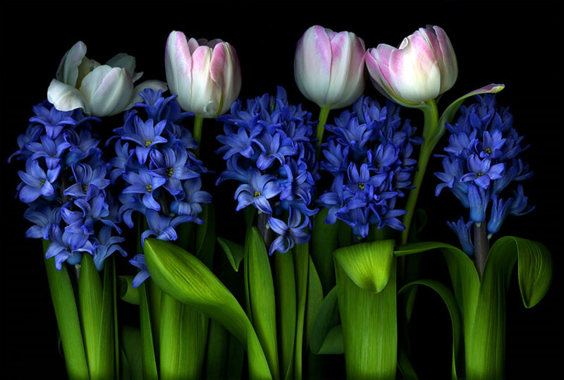 tulips and hyacinths on black