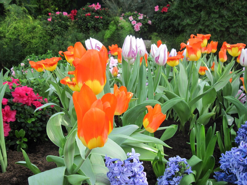 Tulips and Hyacinths — Orange, Calm