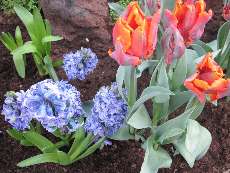 Tulips and Hyacinths — Orange