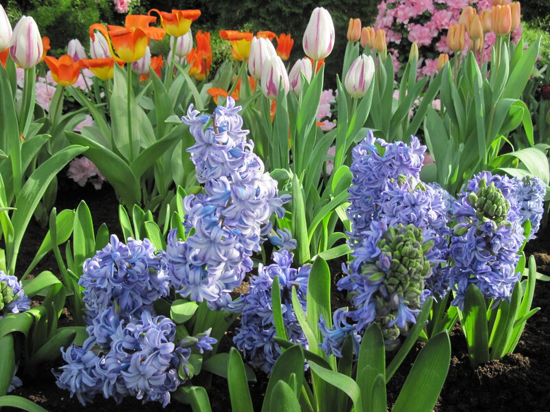Tulips and Hyacinths — Purple, Serene