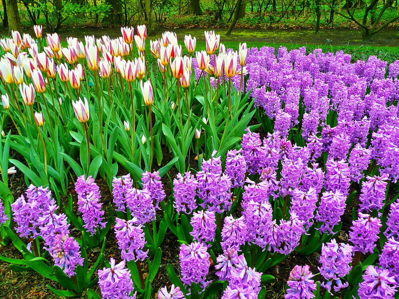 Tulips and Hyacinths — Purple