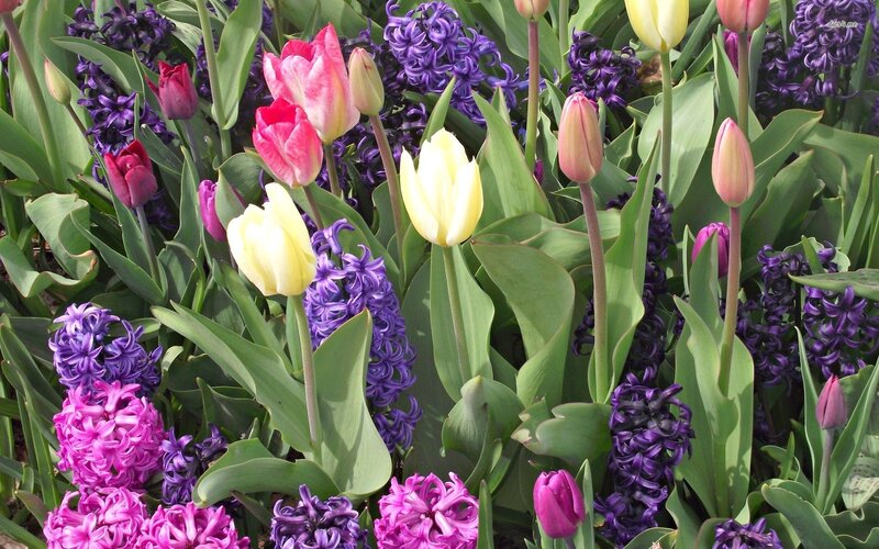Tulips and Hyacinths — Purple, Vibrant, Spring