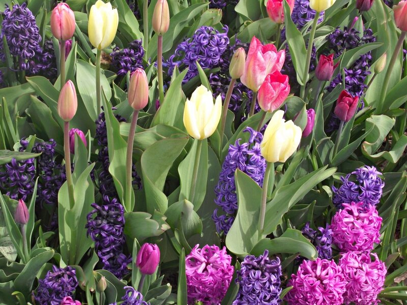 Tulips and Hyacinths — Purple, Vibrant