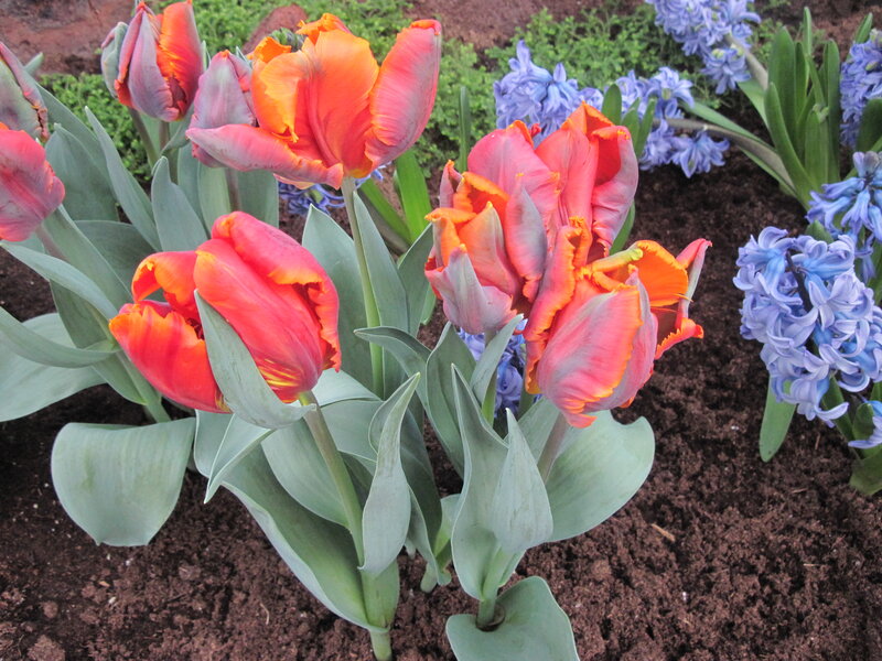 Tulips and Hyacinths — Red, Calm
