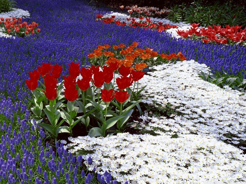 Tulips and Hyacinths — Red, Colorful
