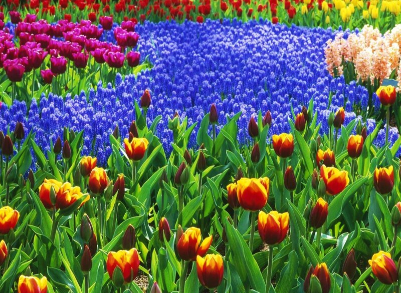 Tulips and Hyacinths — Red, Vibrant, Spring, Photograph