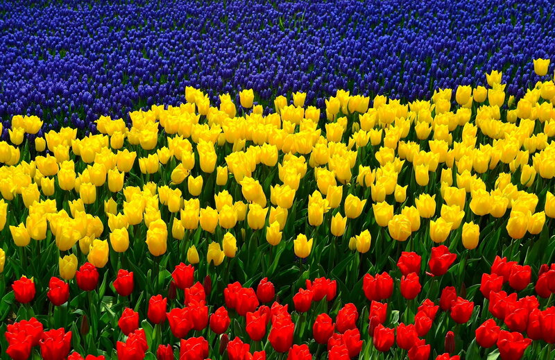 Tulips and Hyacinths — Red, Vibrant, Spring