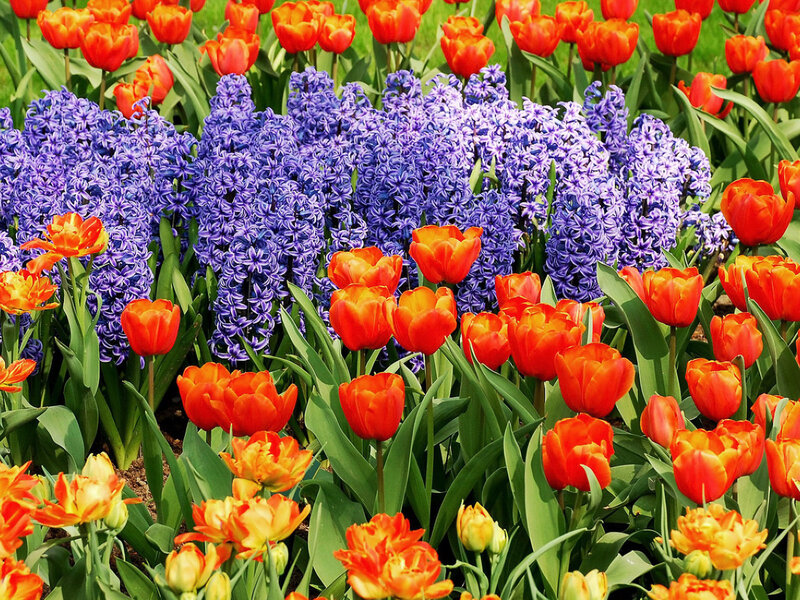 Tulips and Hyacinths — Red, Vibrant