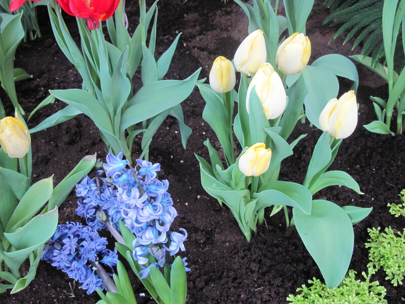 Tulips and Hyacinths — Yellow, Calm
