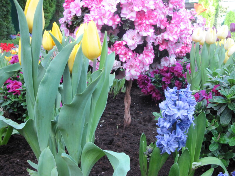 Tulips and Hyacinths — Yellow, Colorful
