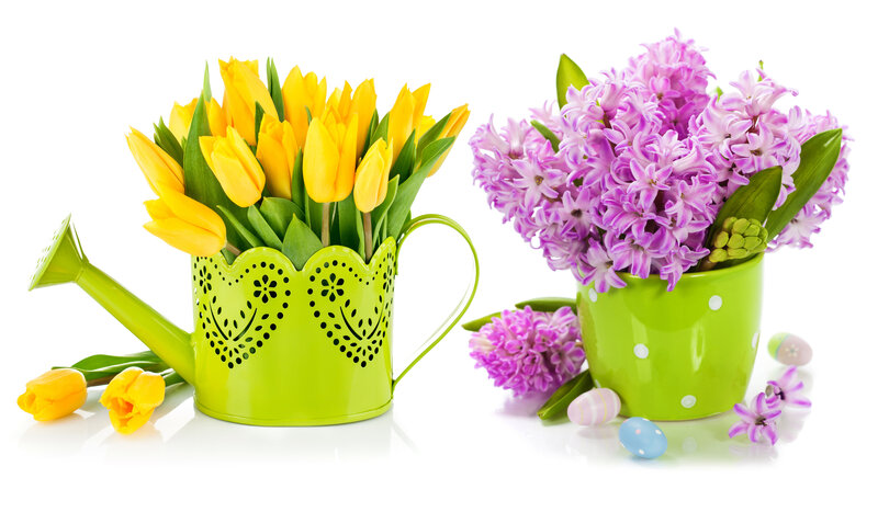 Tulips and Hyacinths — Yellow, Festive