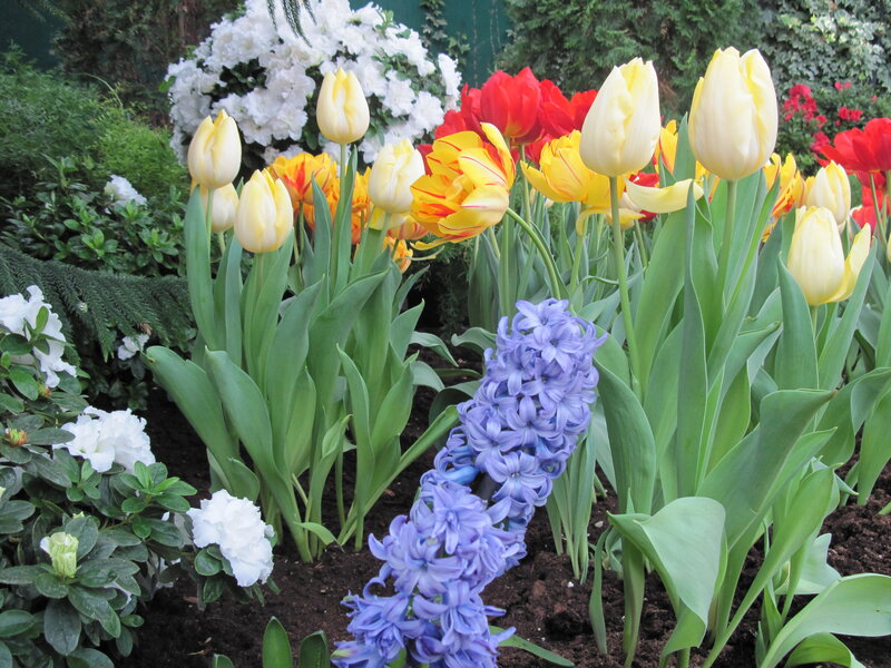 Tulips and Hyacinths — Yellow, Serene