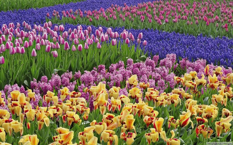 Tulips and Hyacinths — Yellow