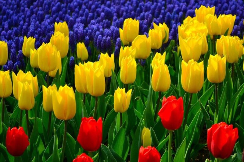 Tulips and Hyacinths — Yellow, Vibrant
