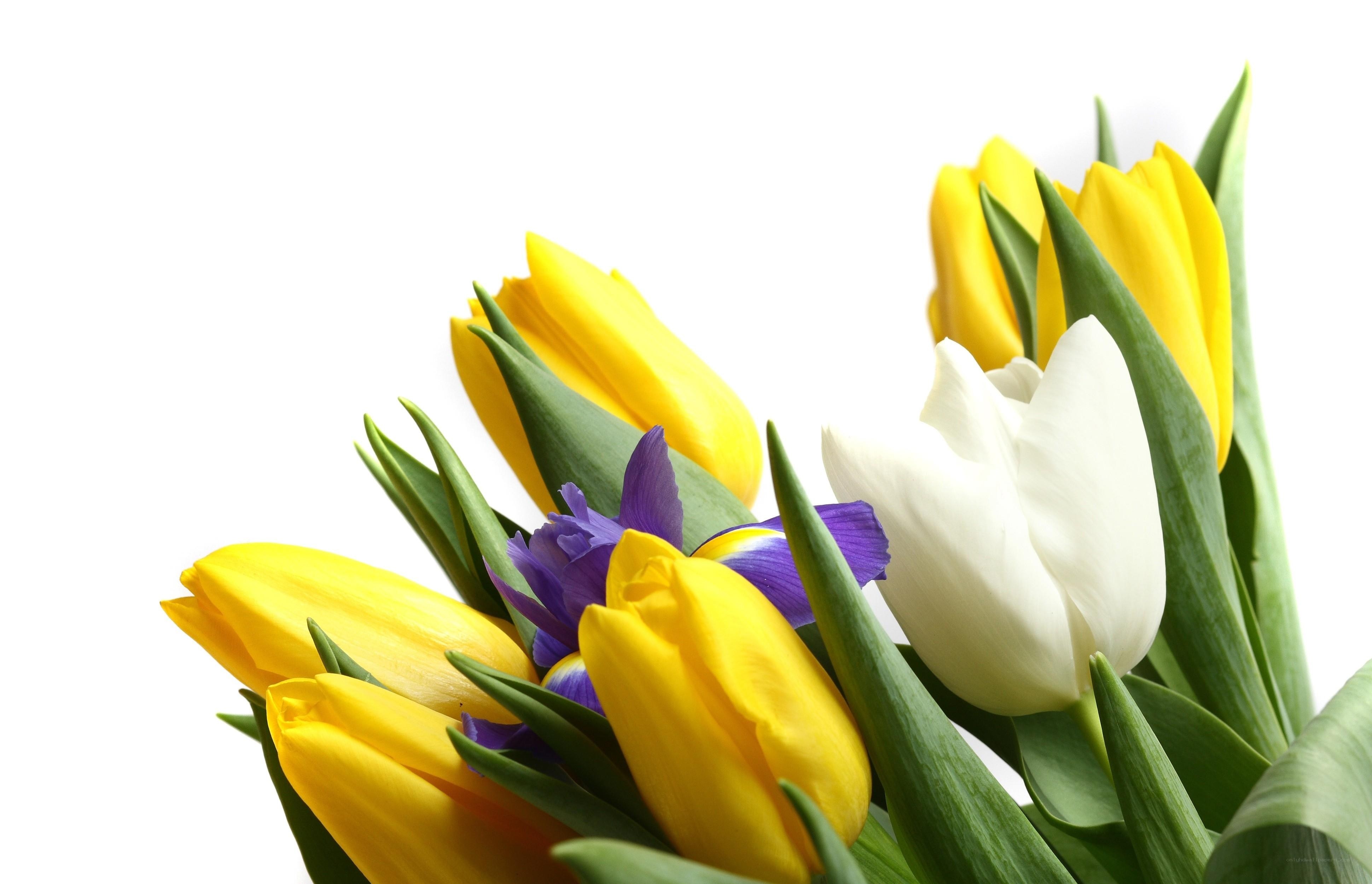 tulips and iris bouquet