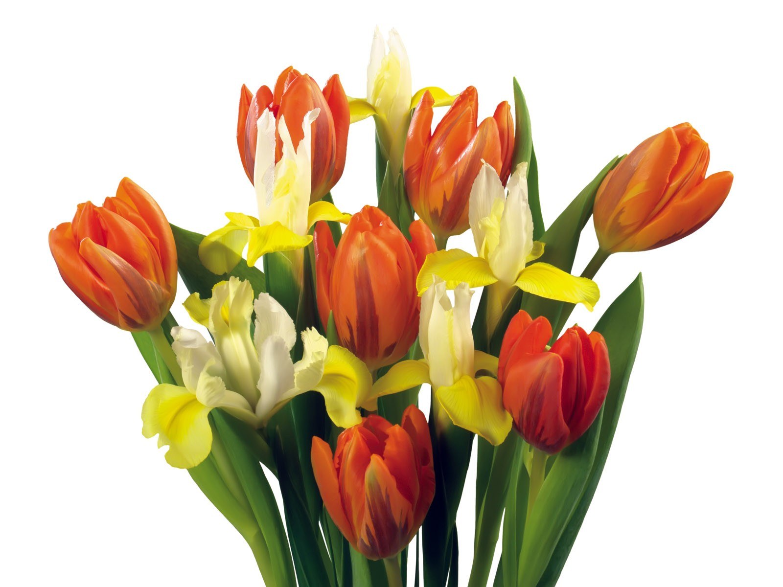 tulips and irises bouquet